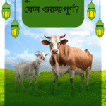 কুরবানি ইসলামে কেন গুরুত্বপূর্ণ? ফজিলত, নিয়ম (২০২৫ গাইড)